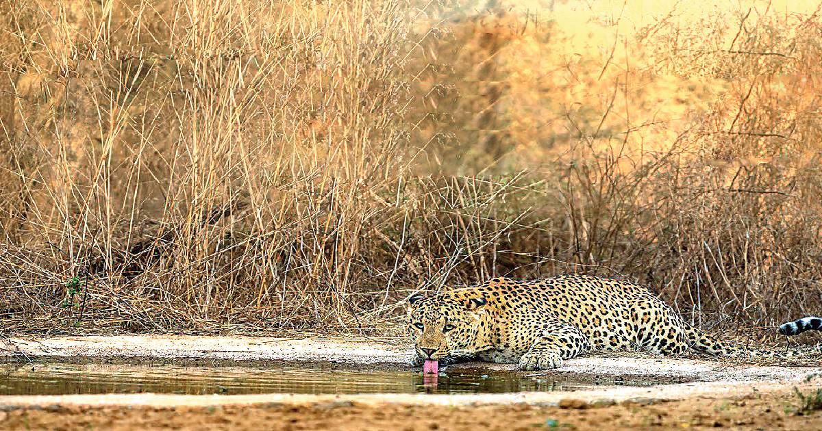 JAIPUR STAKES CLAIM TO BE ‘LEOPARD CAPITAL OF WORLD’ WITH 75 BIG CATS